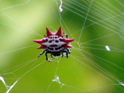 Spinybacked Orbweaver