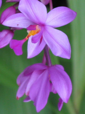 Orchid Plicata