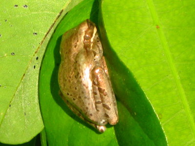 Cuban Treefrog