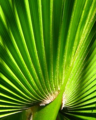 Palm leaf