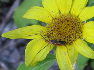 Sunflower  & Insect