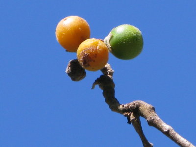 Potatotree Fruit