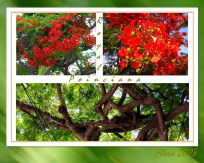 Royal Poinciana