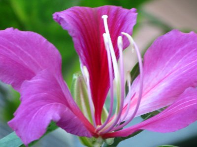 Bauhinia purpurea-Orchid tree