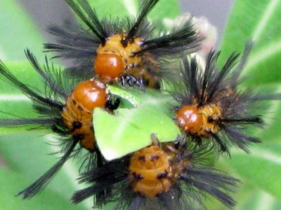 Polka Dot-Wasp Moth Caterpillars