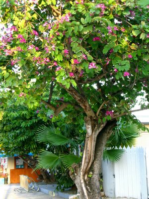 Orchid tree - Bauhinia purpurea