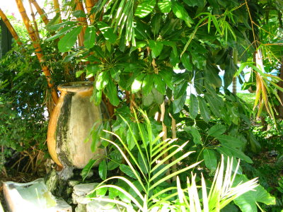 Cats of The Hemingway Home