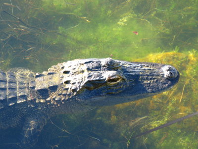 Blue Hole -  Alligator