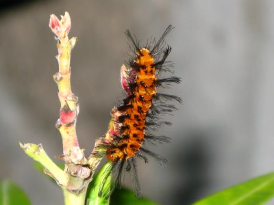Polka Dot-Wasp Moth Caterpillar 