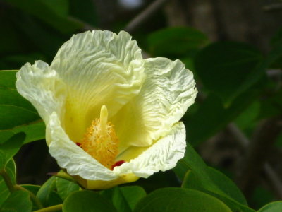 Portia Tree Flower