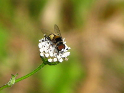 Hoverfly