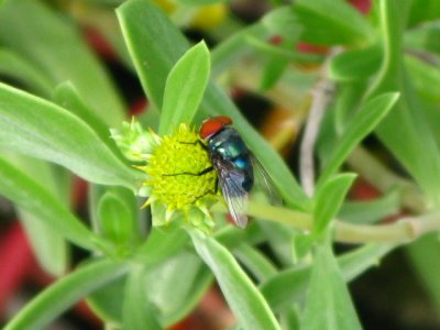 Bluebottle Fly on Seaside Oxeye