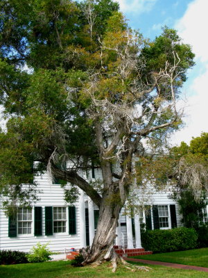 House & Paper Bark tree