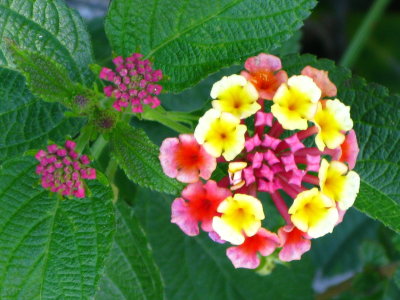 Lantana