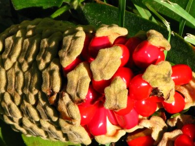 Zamia Seeds - female cone