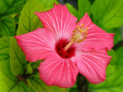 Hibiscus