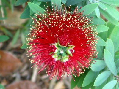 Bottlebrush Dwarf Plant