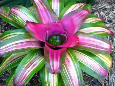 Bromeliad Neoregelia