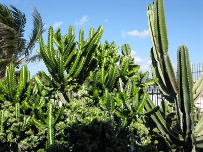 Cactus & Succulents