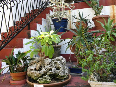 Bonsai & Plants
