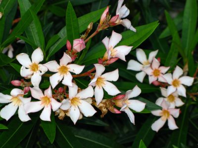 Pink Oleander