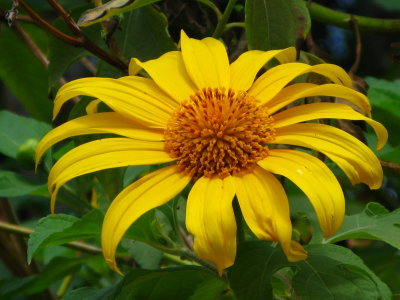 Bolivian Sunflower