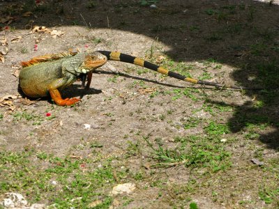 Iguana