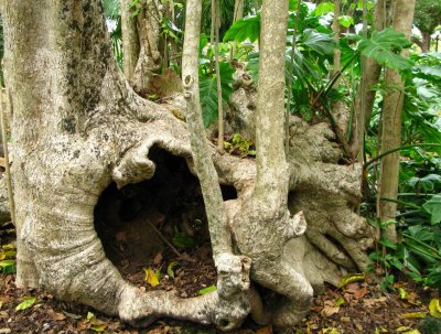 Tree Hollow, Ficus Tree