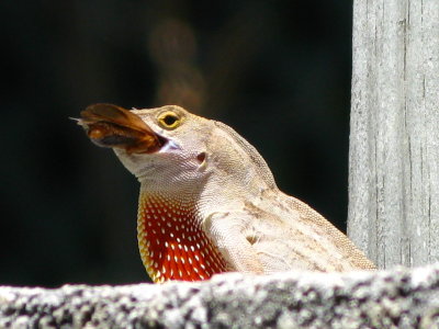 Brown Anole & Insect