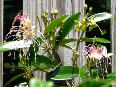 Jamaican Caper Tree Flower