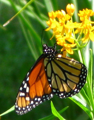 Monarch on Milkweed