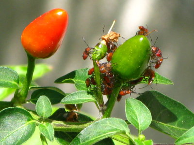 Green Shield Bug larvae on chili pepper
