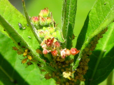 Milkweed Bug larvae