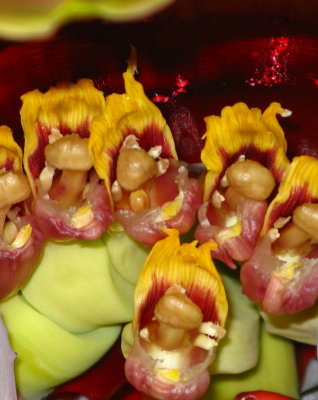 Close-up Banana flower