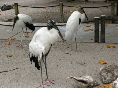 Wood Stork