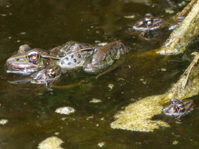 Southern Leopard Frogs