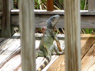 Iguana on the porch of the gazebo