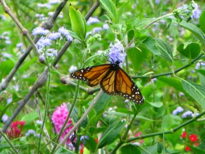 Monarch on Mistflower