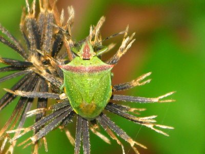 Green Shield Bug on  Bidens (Spanish needle)