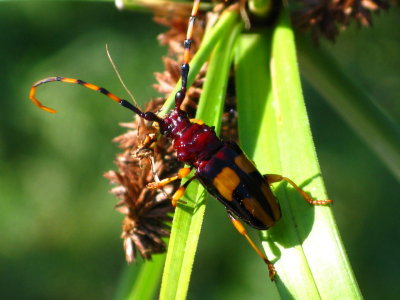 Longhorned  Beetle