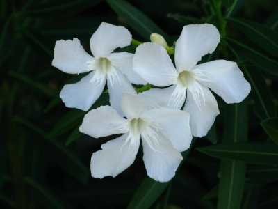 White Oleander