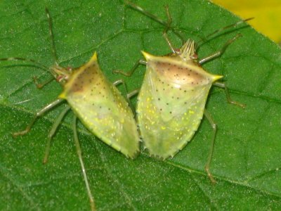 Green Shield bugs