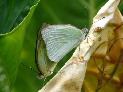 Great Southern White mating