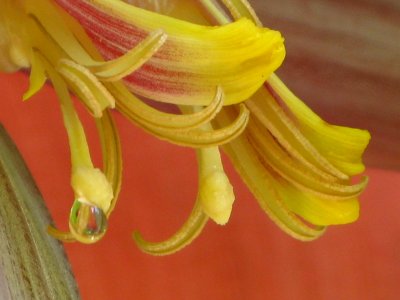 Droplet of nectar  - Banana Flower