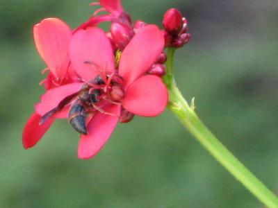 Wasp on Jatropha