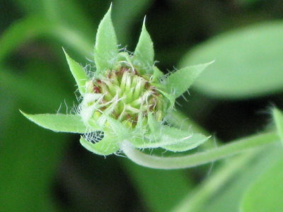 Blanket Flower Bud