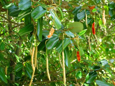 Jamaican Caper Tree Seed Pods