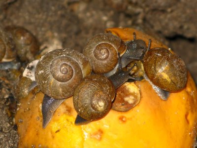 Snails having a papaya picnic