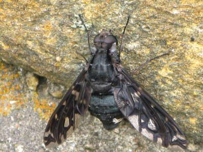 Tiger bee fly