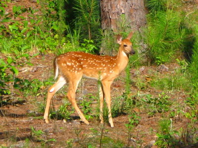 Whitetail deer fawn